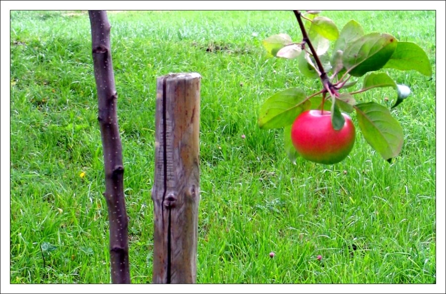 Der letzte Apfel ?