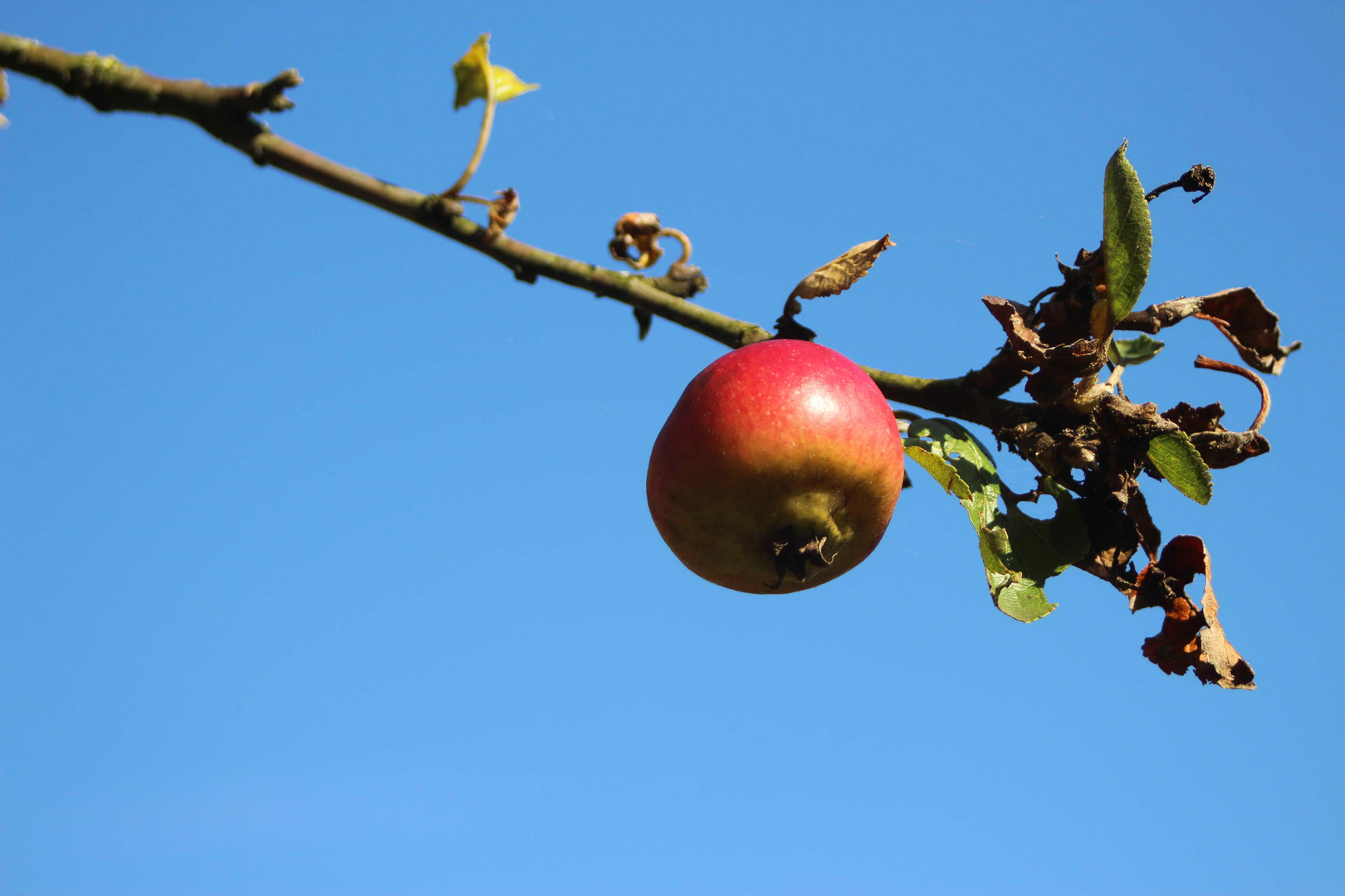 Der letzte Apfel