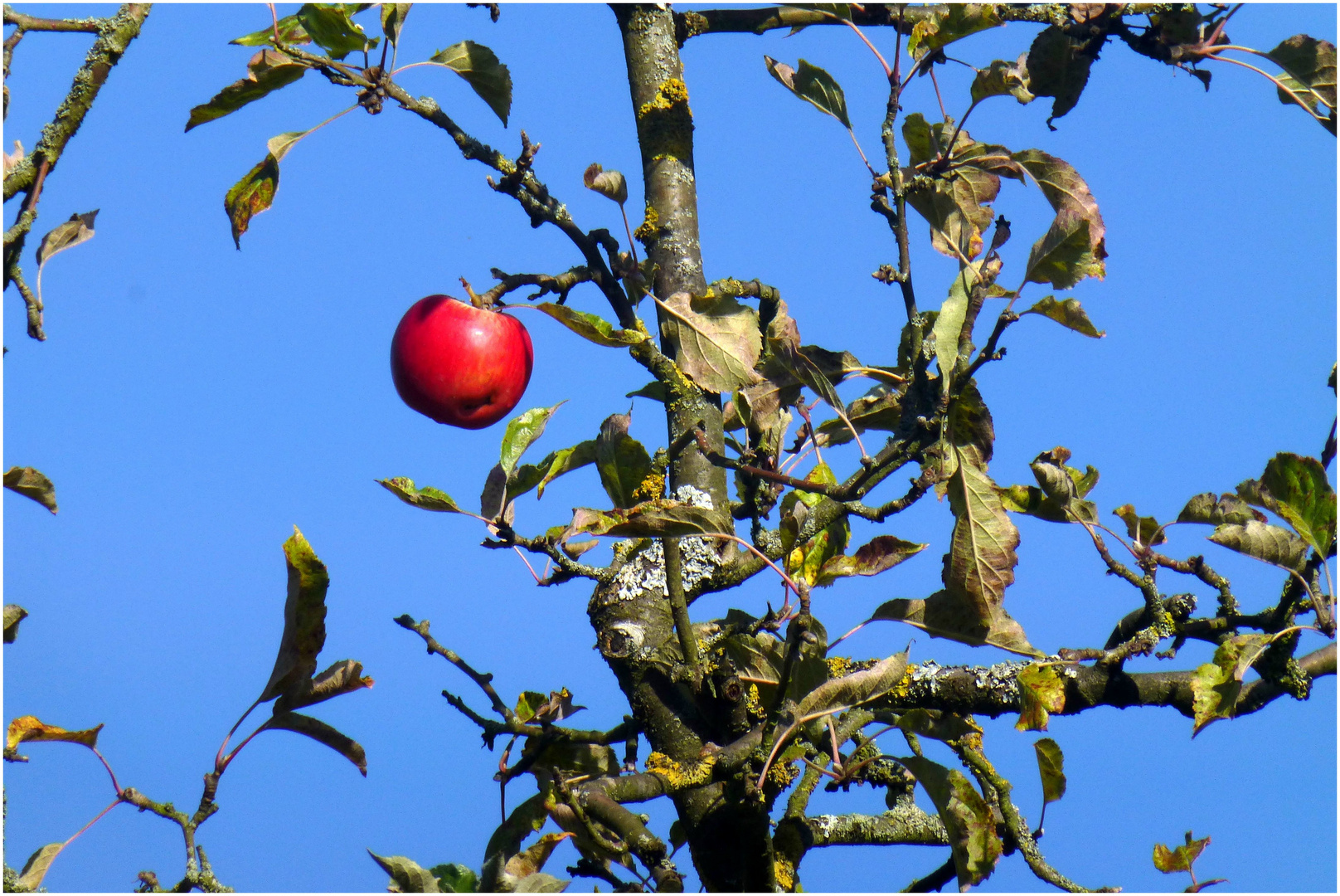 Der letzte Apfel