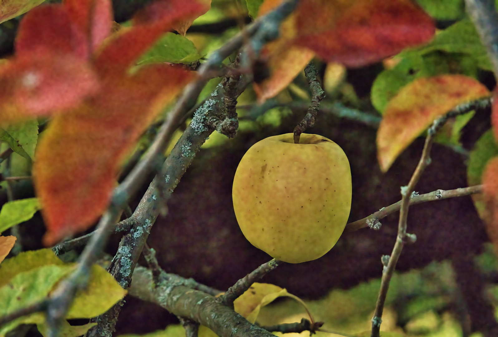 ...der letzte Apfel...