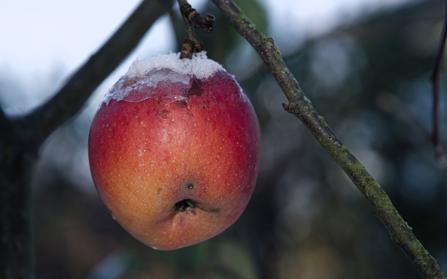 der letzte Apfel