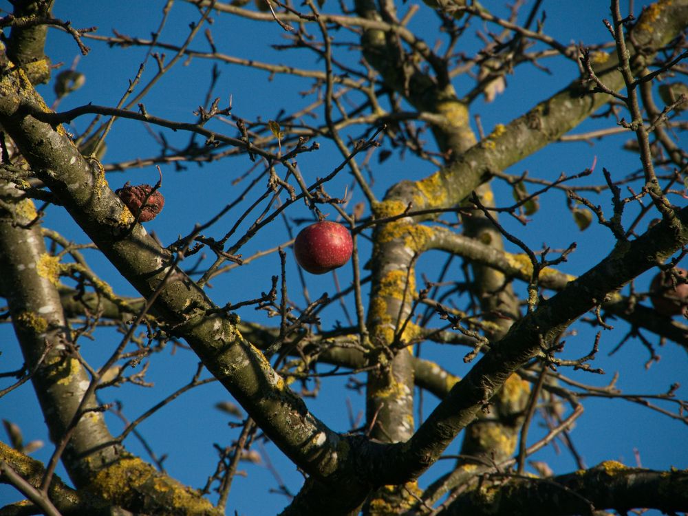 Der letzte Apfel II