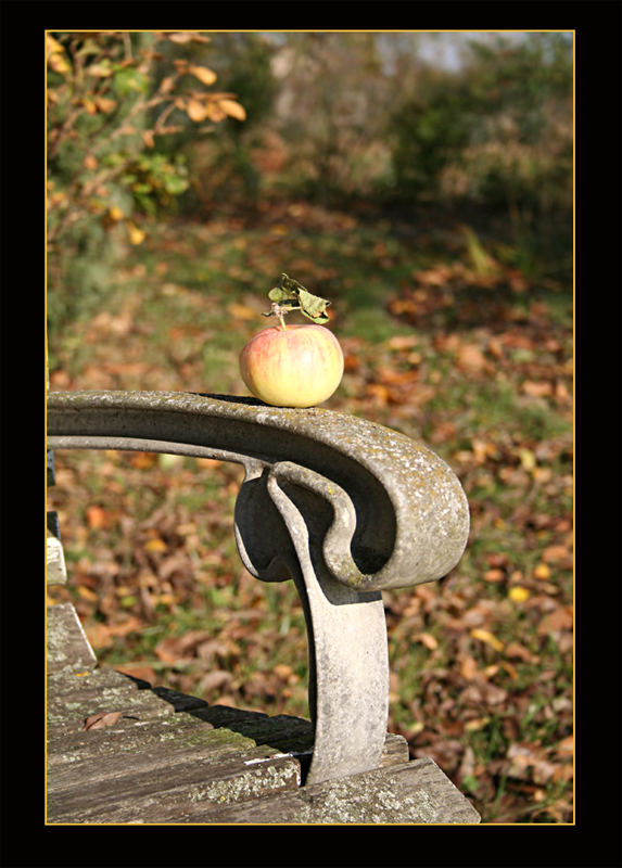 der letzte Apfel in der Herbstsonne