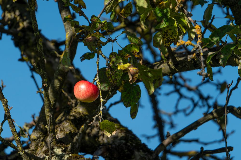 Der letzte Apfel leuchtet in der Herbstsonne