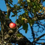 Der letzte Apfel leuchtet in der Herbstsonne