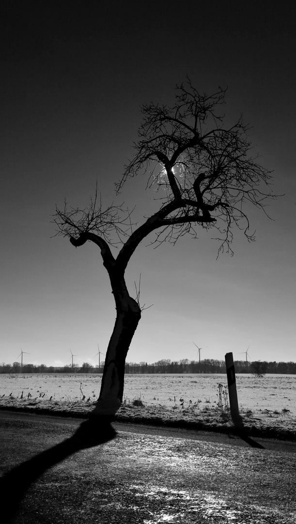 Der letzte Apfelbaum