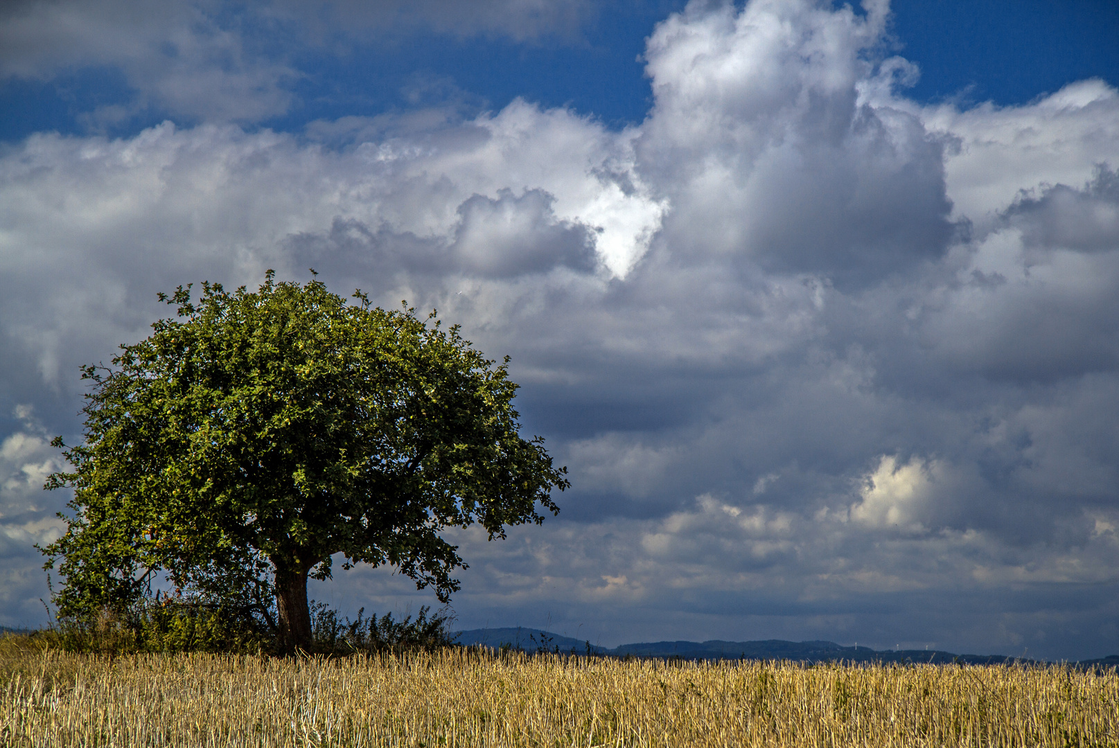 Der letzte Apfelbaum