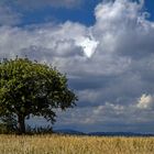 Der letzte Apfelbaum