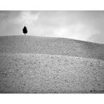 Der letzte Baum