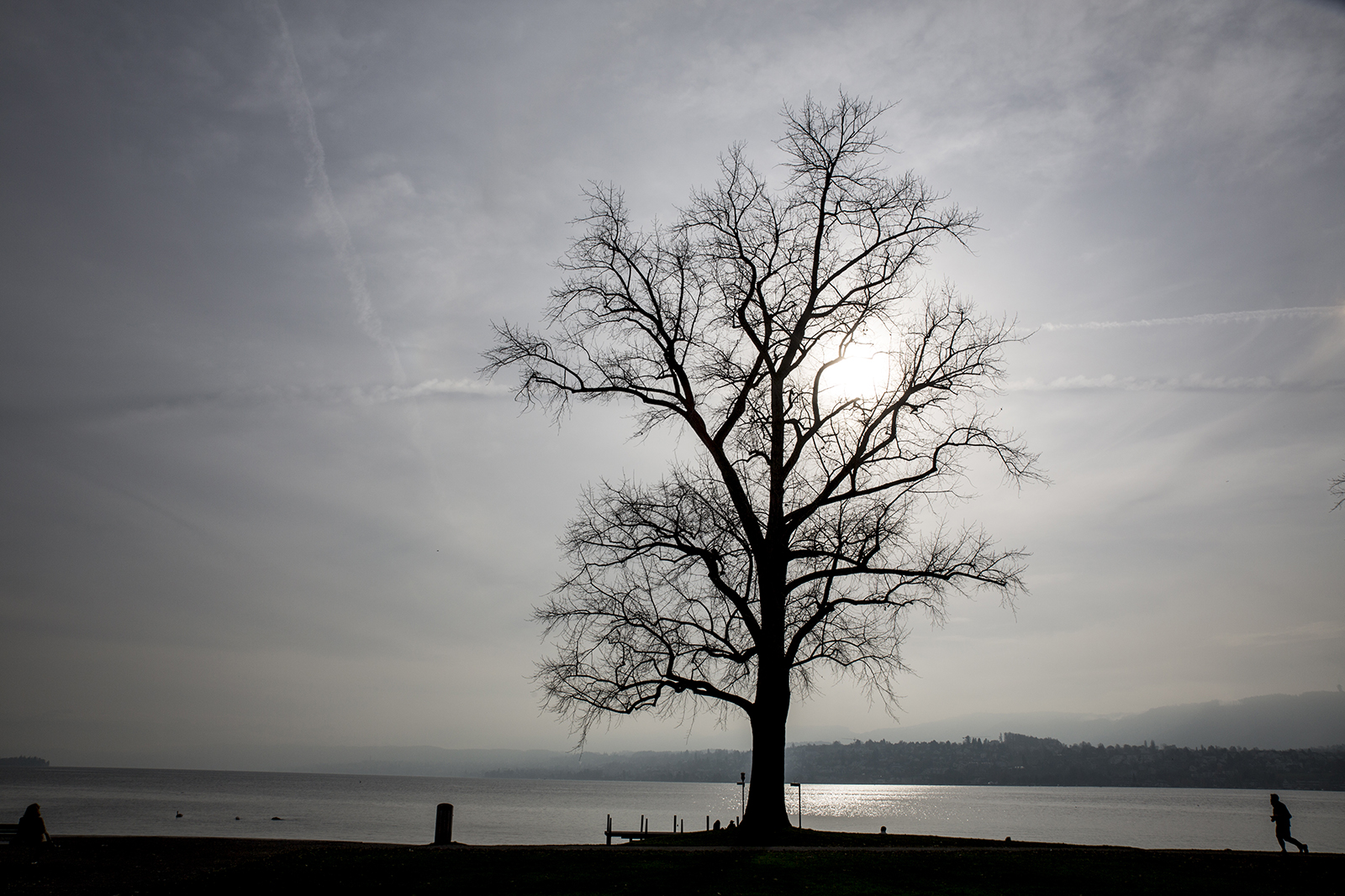 Der Letzte Baum am Zürichhorn