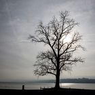 Der Letzte Baum am Zürichhorn