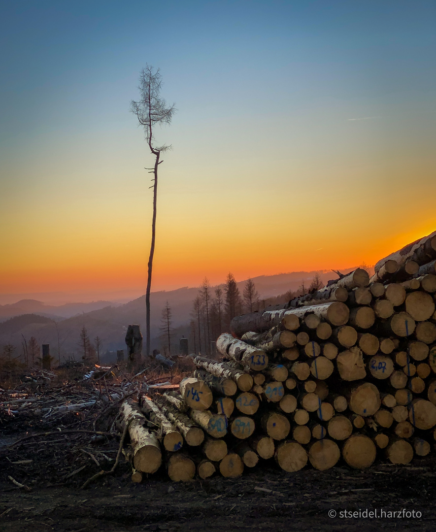 Der letzte Baum…