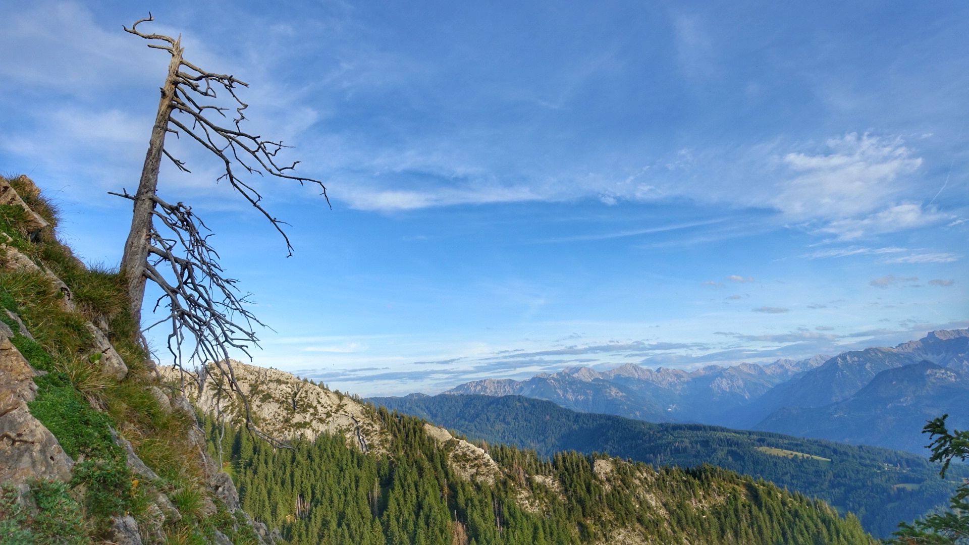 der letzte Baum