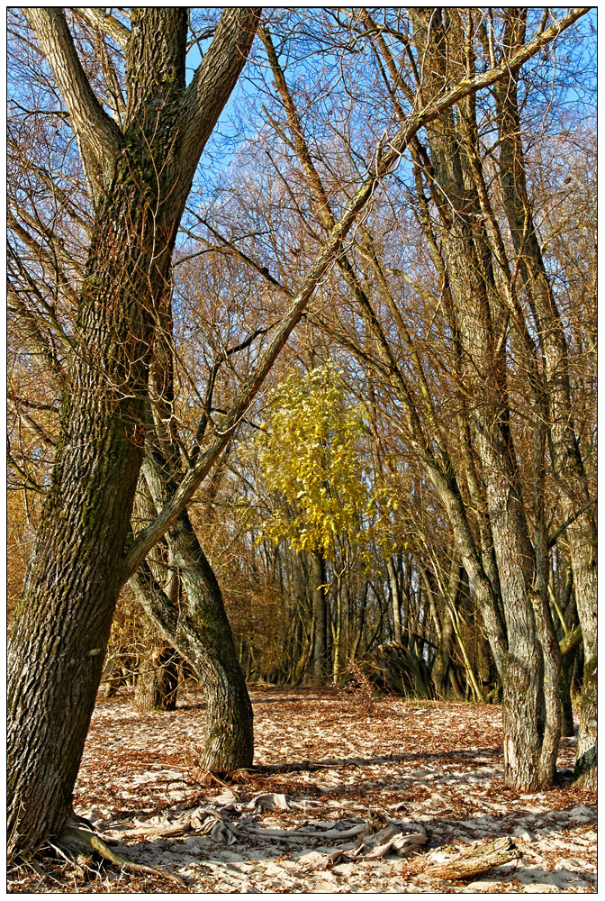 Der letzte Baum in grün