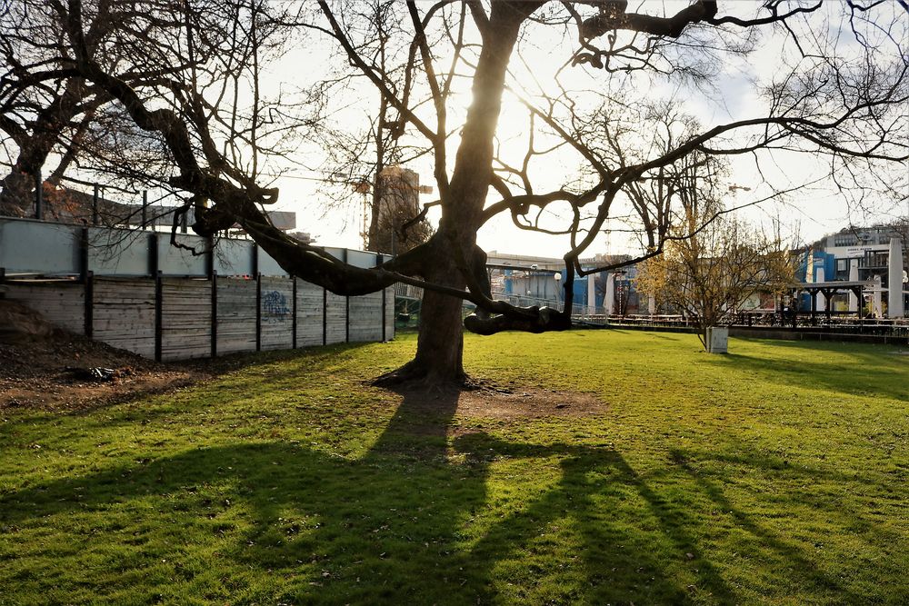 der LETZTE BAUM in Stgt vor S21 K21 C750