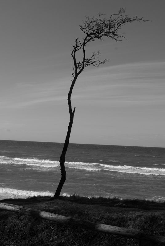 Der letzte Baum vor Dänemark