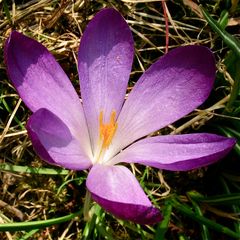 Der letzte bei uns im Garten - heute ist er verblüht . . .