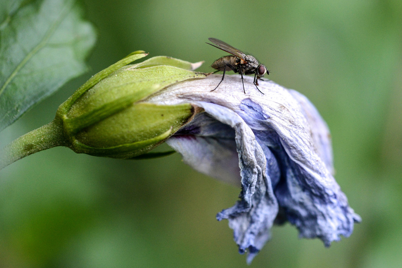 Der letzte Besucher...