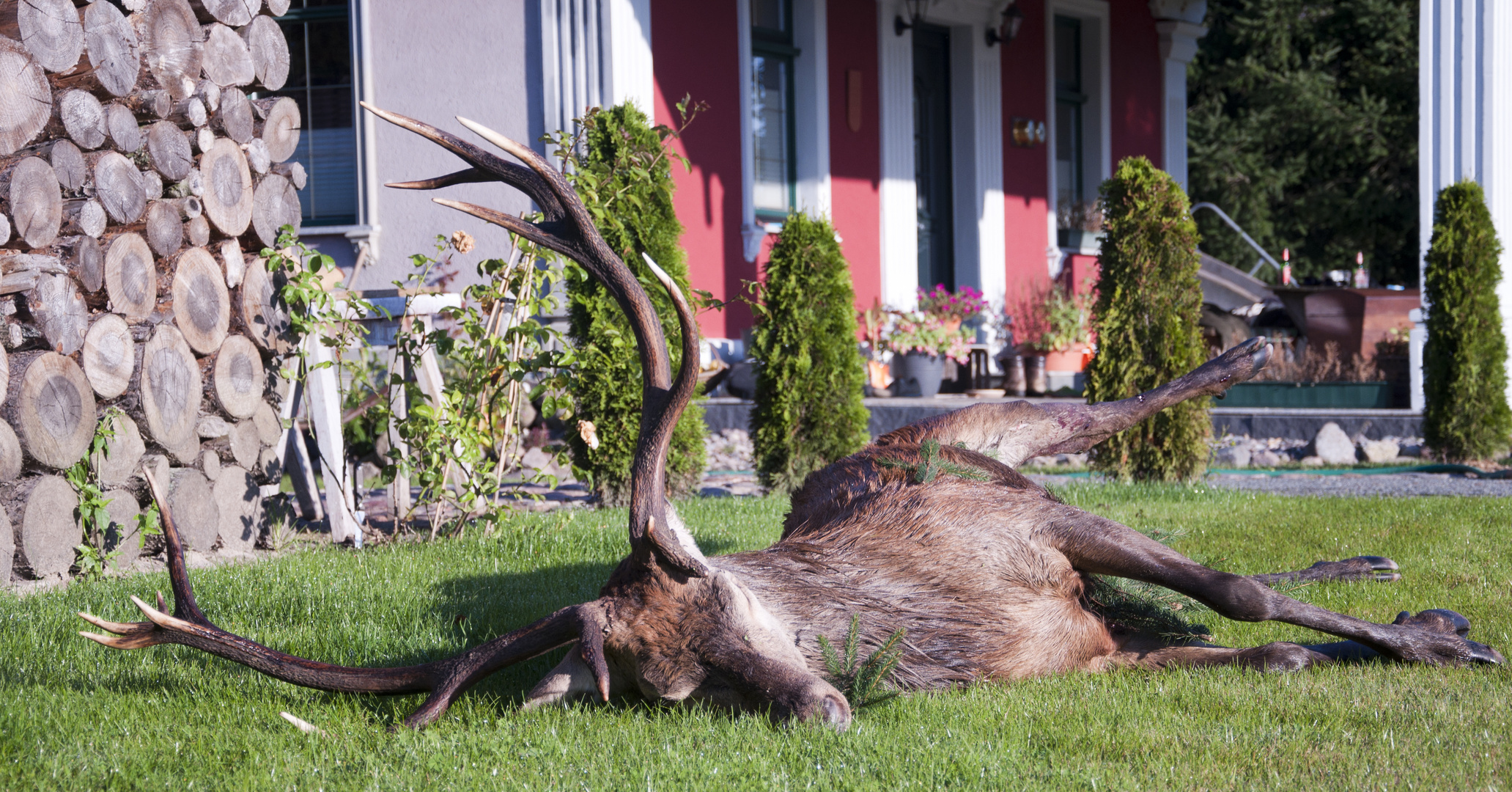 Der letzte Bissen! Hirsch tot!