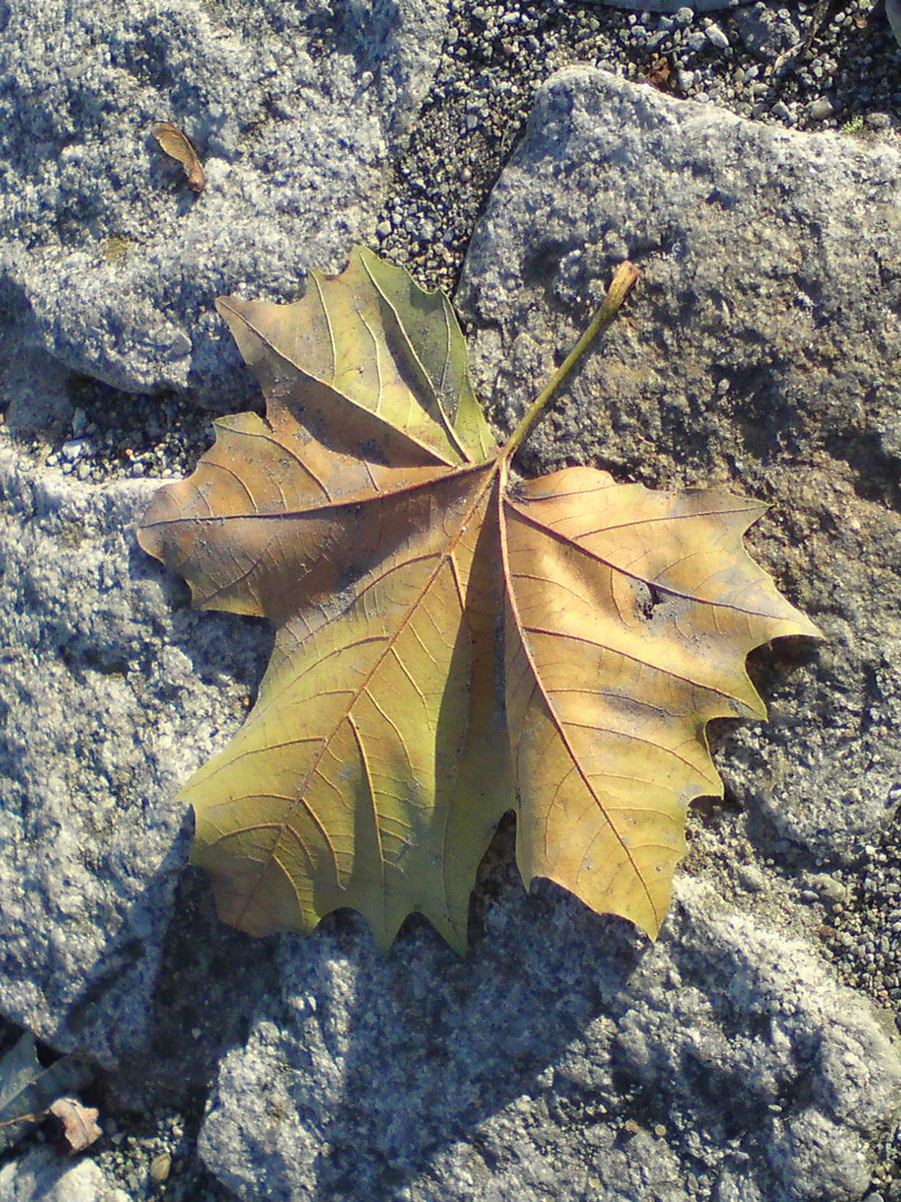 der letzte Blatt vom Baum