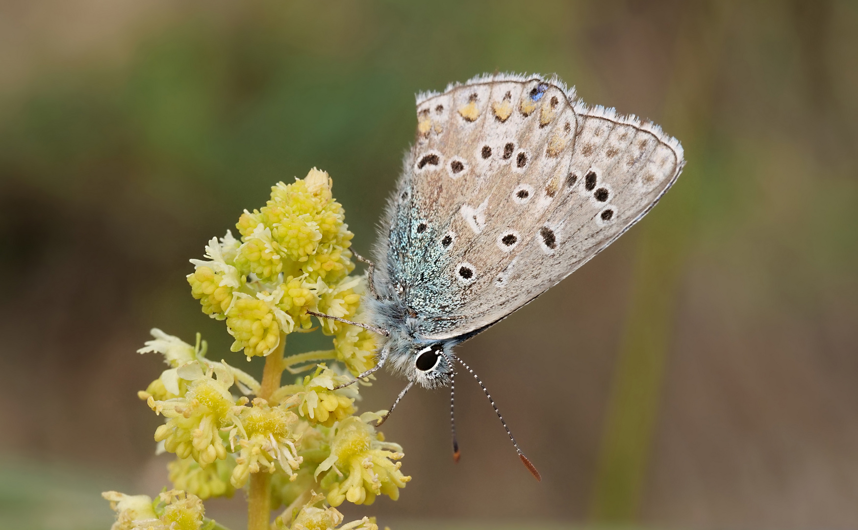 Der letzte Blaue