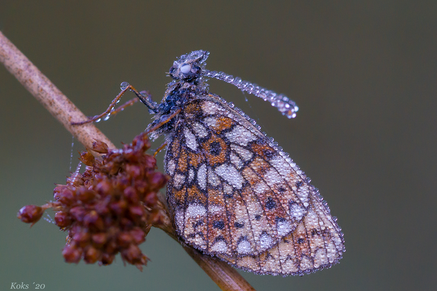 Der letzte Boloria selene