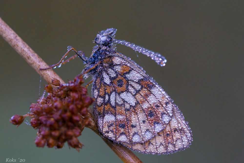 Der letzte Boloria selene