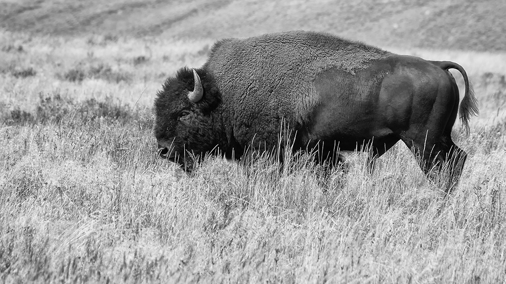 Der letzte Büffel (Buffalo Soldier II)