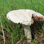 der letzte Champignon ...............