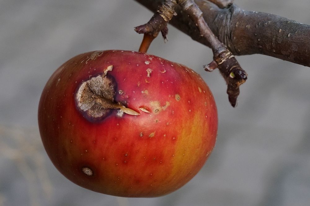 Der Letzte der Saison, vergessen am Baum.