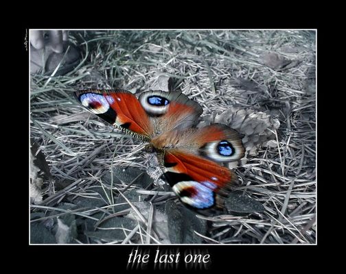 Der Letzte Dieses Jahr