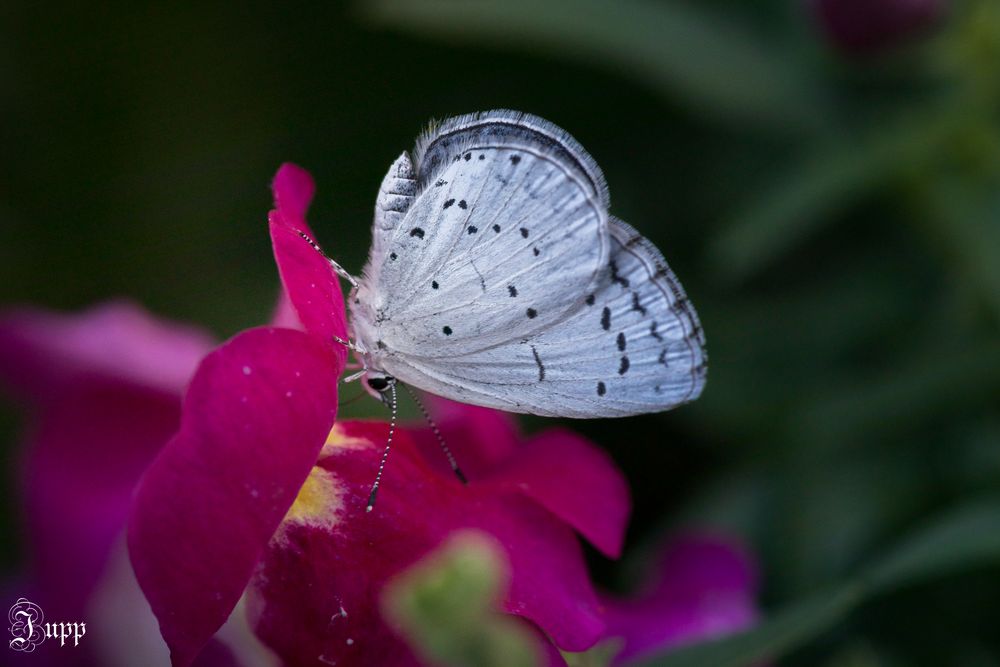 Der Letzte dieses Jahres Foto & Bild natur, insekten, tiere Bilder auf