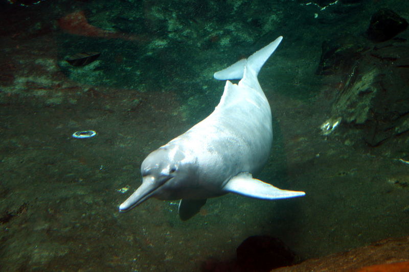 Der letzte Duisburger Flussdelphin