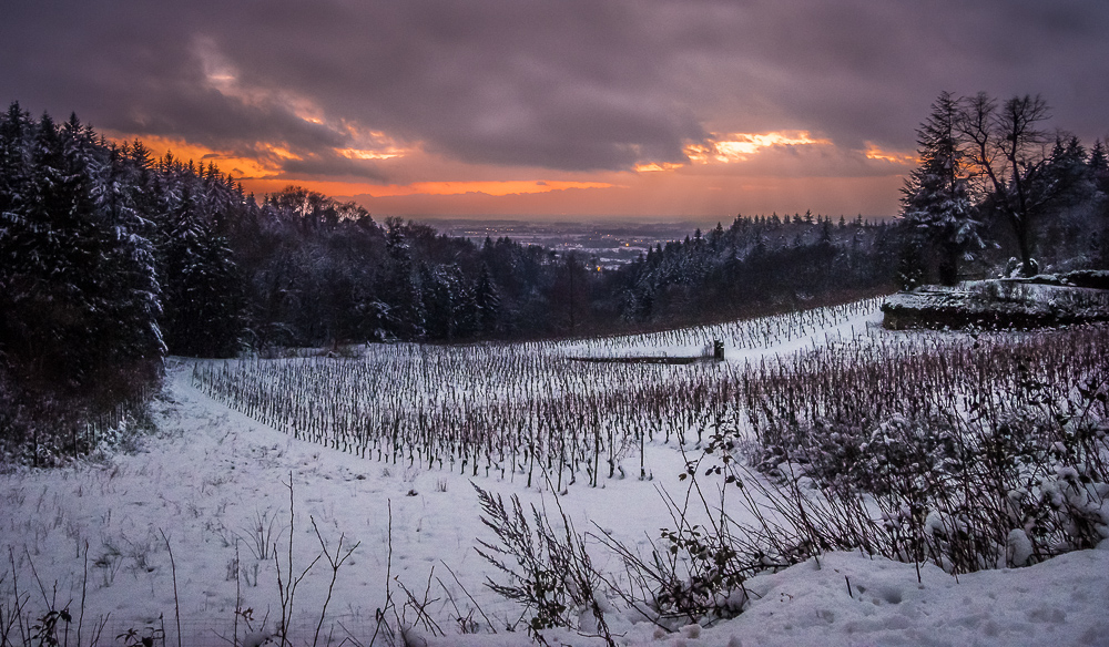 Der letzte Eiswein