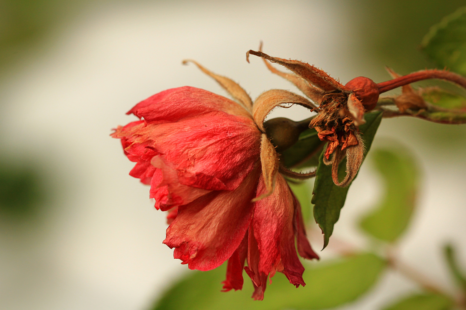 Der letzte Farbtupfer in meinem Garten