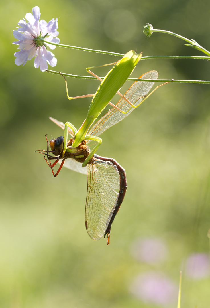 der letzte Flug