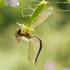 der letzte Flug