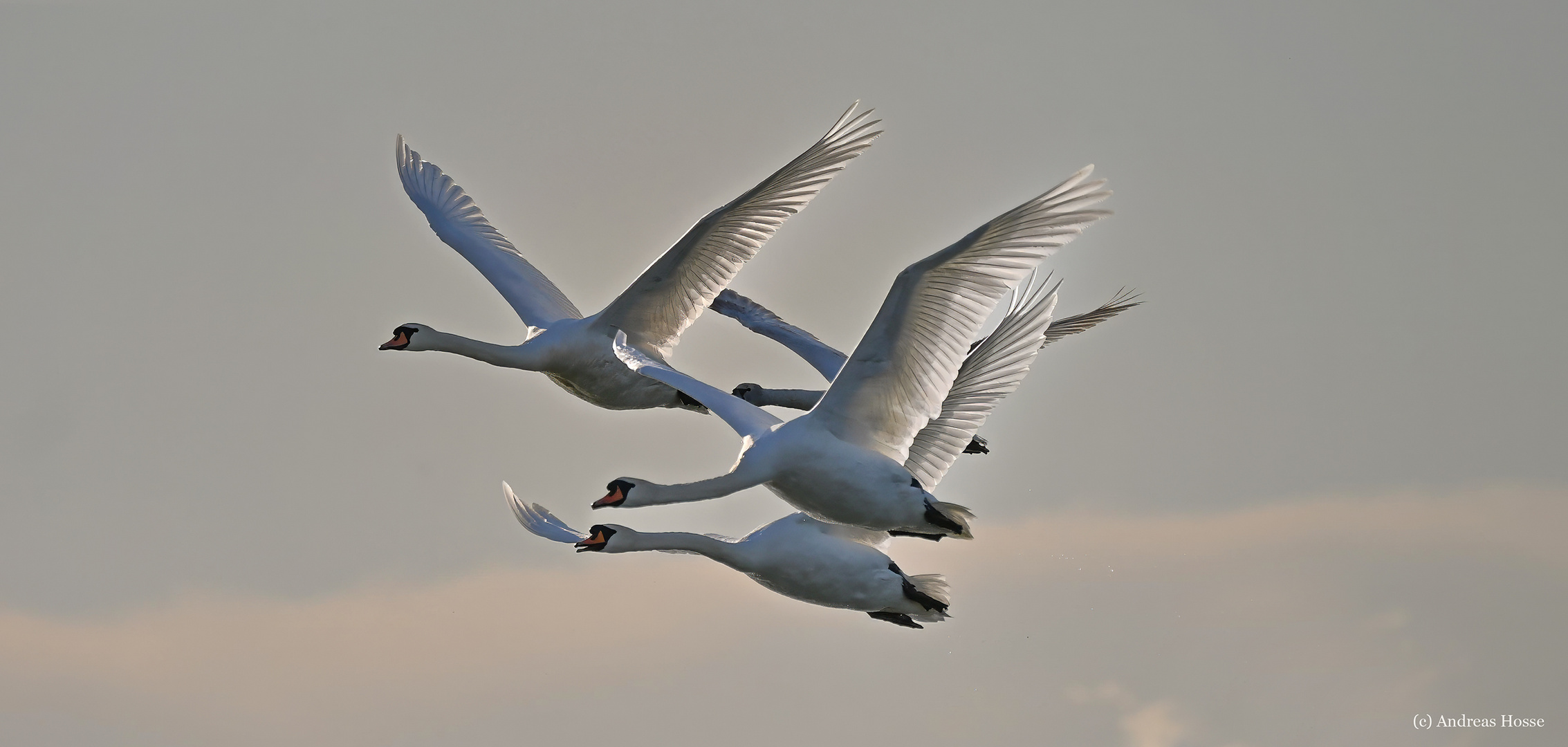 Der letzte Flug