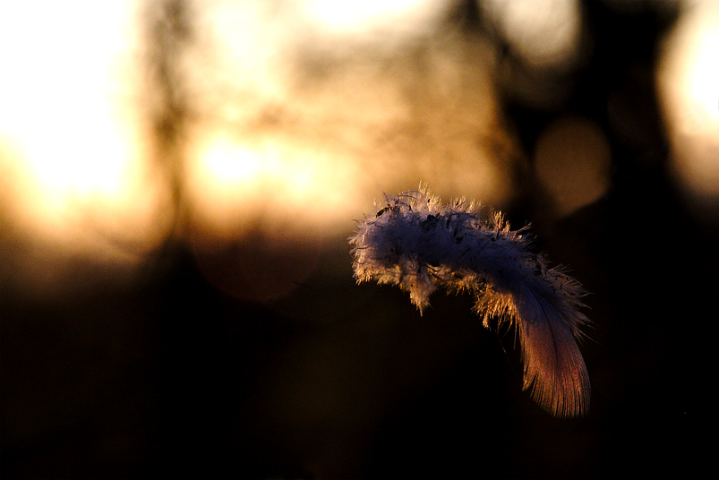 Der letzte Flug