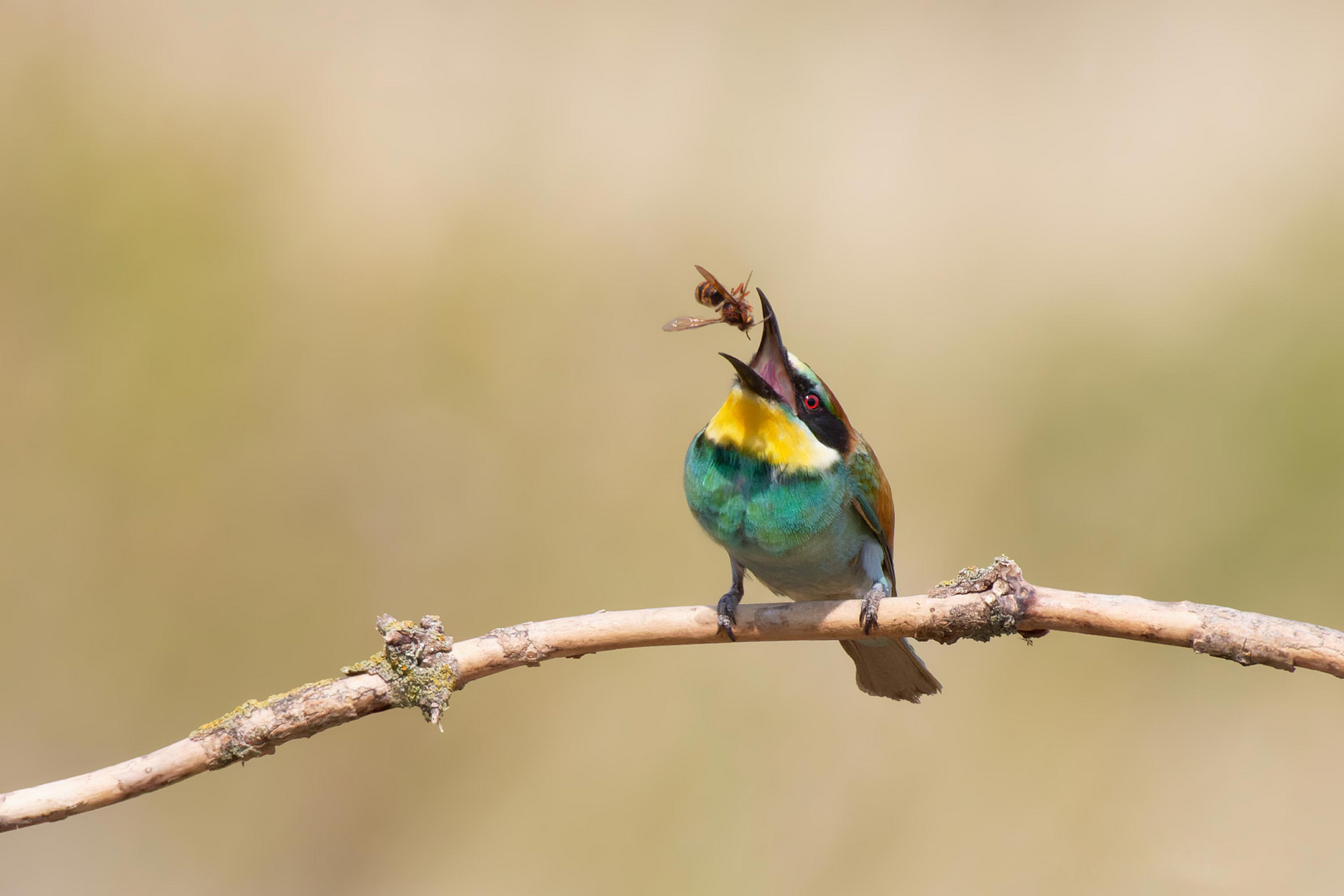 Der letzte Flug der Hornisse - Bienenfresser (Merops apiaster)