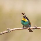 Der letzte Flug der Hornisse - Bienenfresser (Merops apiaster)