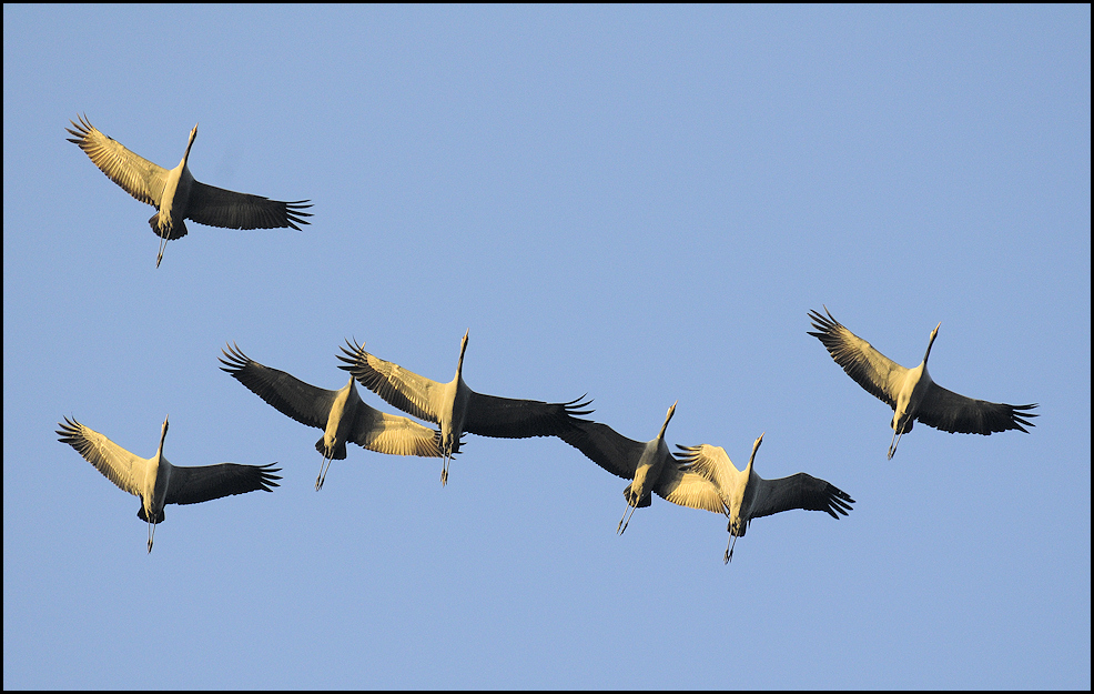 der letzte flug der kraniche