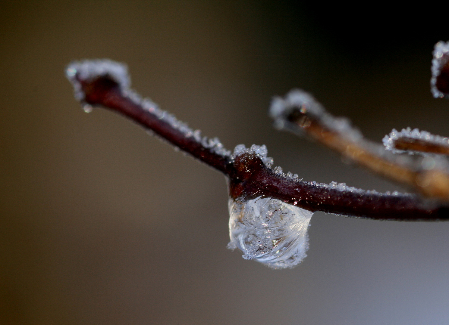 der letzte Frost