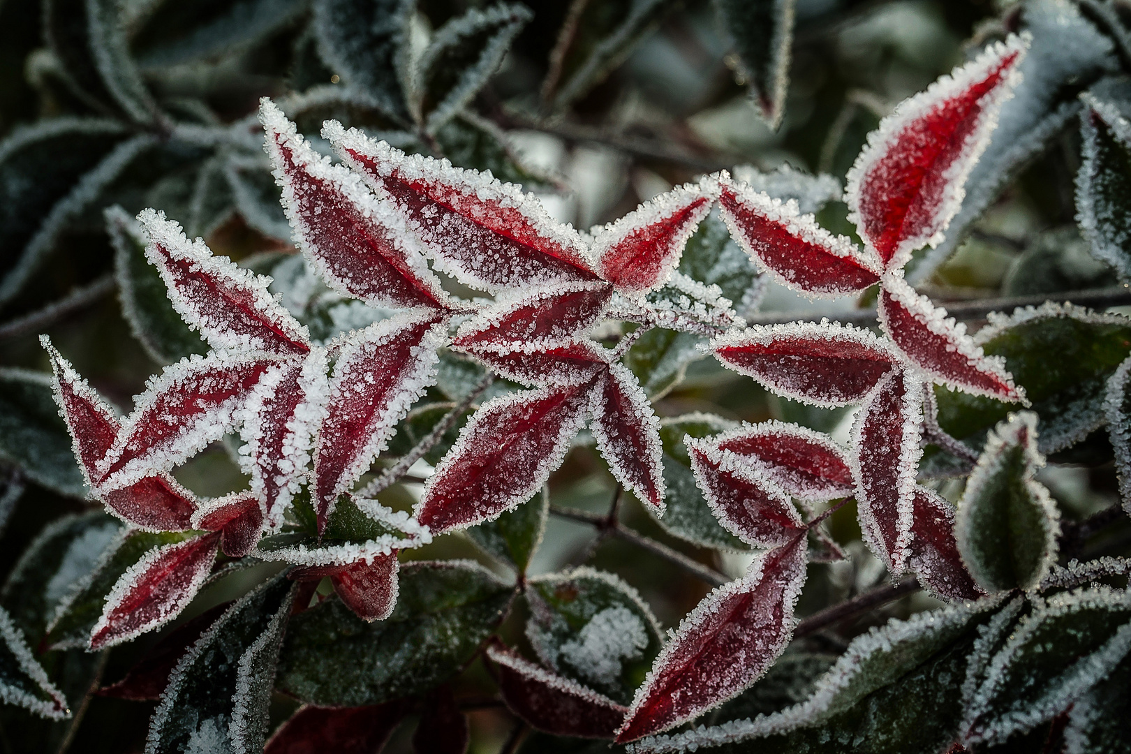 Der letzte Frost