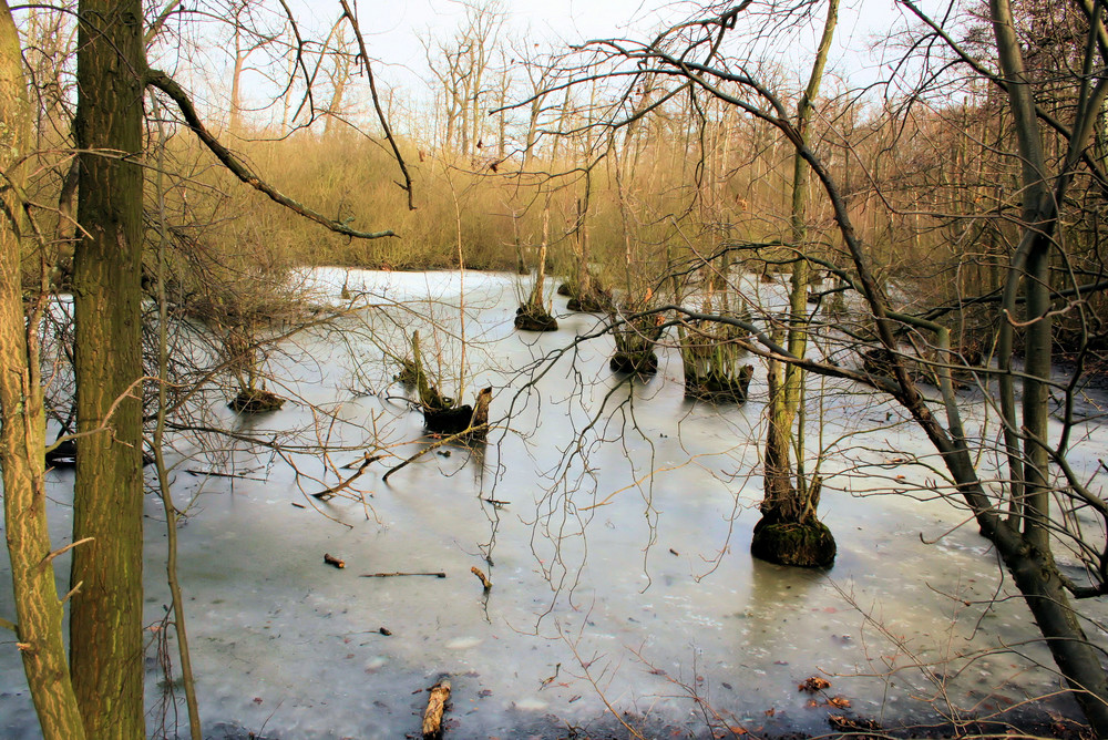 Der letzte Frost in Riddagshausen?