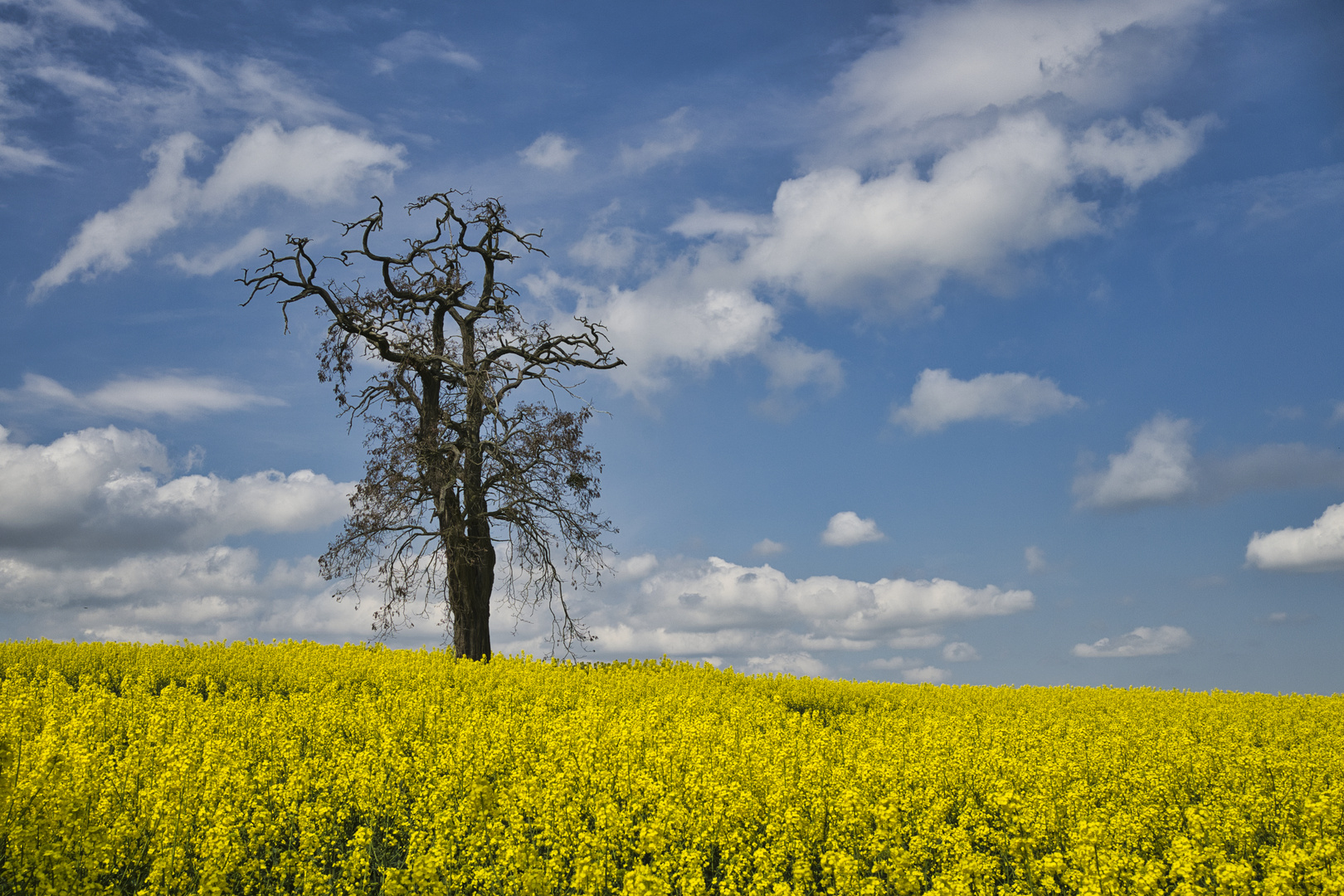 Der letzte Frühling? 