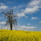 Der letzte Frühling? 