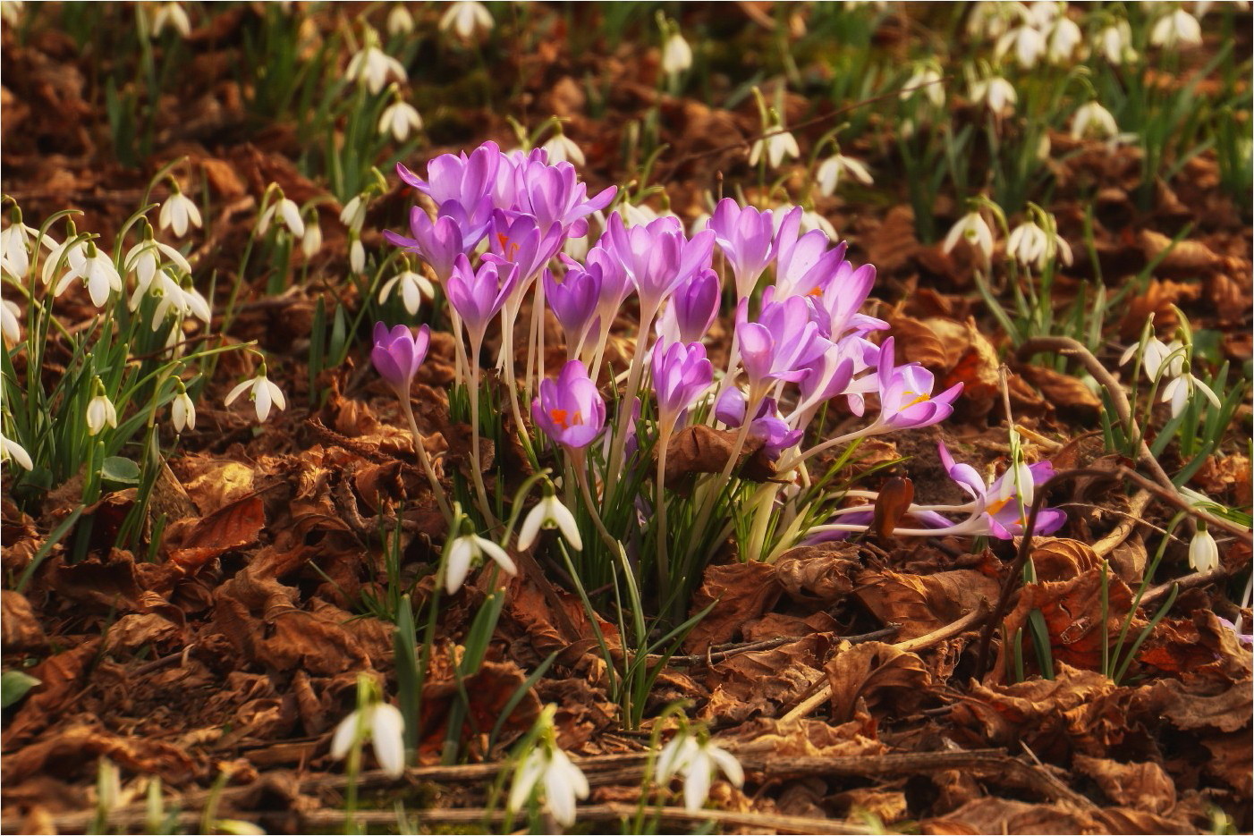 Der letzte Frühlingstag