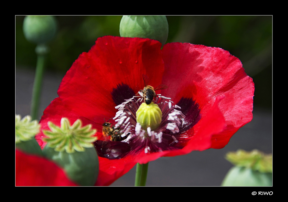 der letzte Gartenmohn........