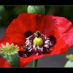 der letzte Gartenmohn........